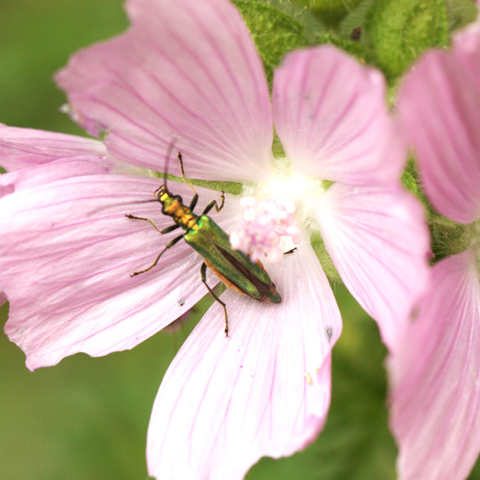 M-N Caron ''Sieste''